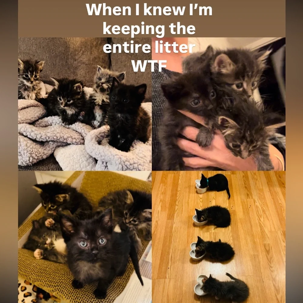 Treat Treat Treat Treat Treat
